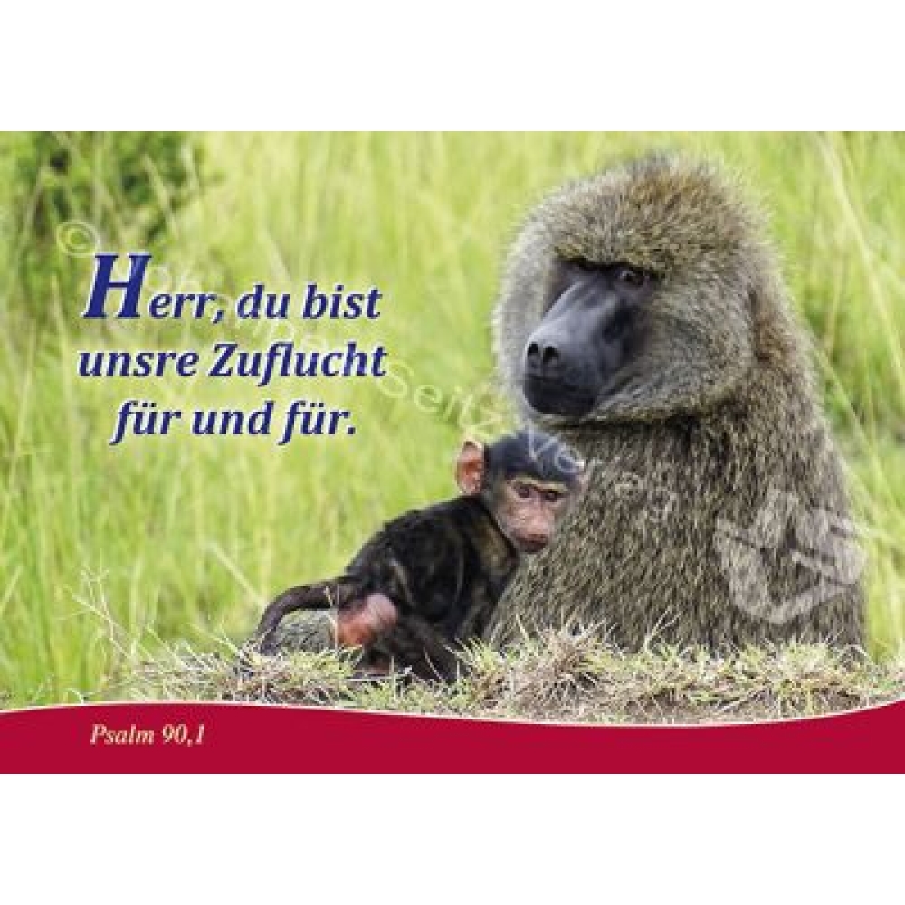 Postkarte Psalm 90,1